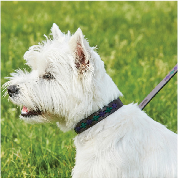 Collier Pour Chien Weatherbeeta Polo En Cuir - Brun Beaufort / Violet / Sarcelle